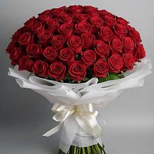 Букет 101 Красная роза Блэк Мэджик #REPLACE_PRED# Плюссе