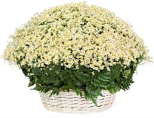 Цветочная композиция из Ромашки в корзине #REPLACE_PRED# Плюссе